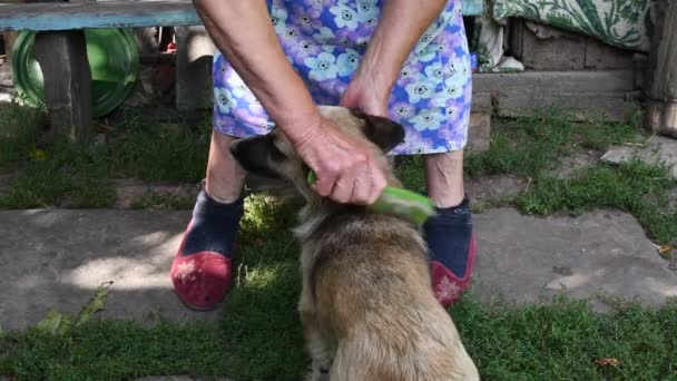 Yaşlı kadının elleri gri kürkünü tararken minnet dolu köpek sakince duruyor. — Stok video