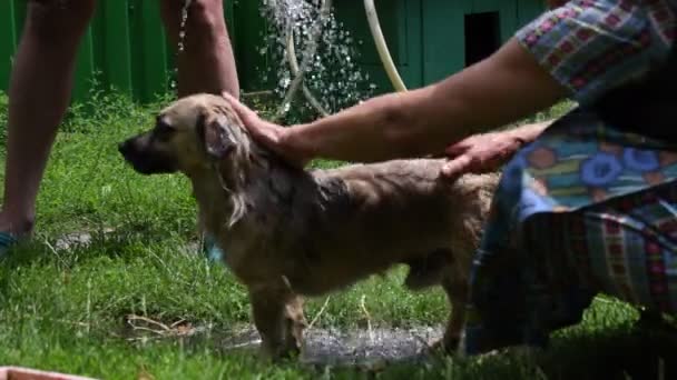Pequeño perro bañándose bajo gotas de agua borrosa brillante que brotan de la vieja regadera — Vídeos de Stock