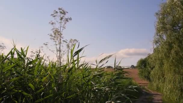 Estrada de terra coberta paisagem tranquila com alta moita bulrush e céu limpo — Vídeo de Stock