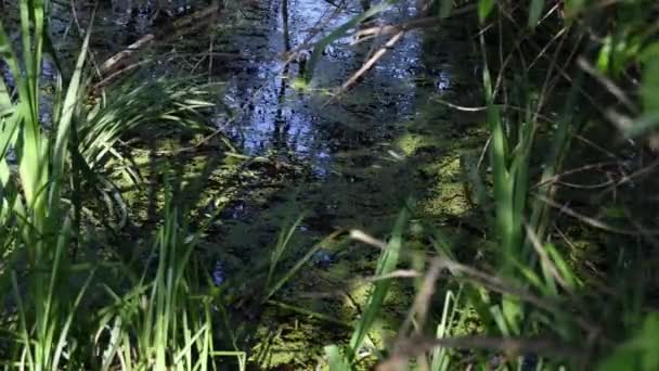 Φυσικό φόντο του βάλτου νερό με επιπλέουσα duckweed και φύλλα daylily ταλαντεύεται πάνω από το νερό — Αρχείο Βίντεο