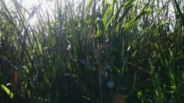 Nehirde büyüyen ve rüzgarda sallanan yeşil kabarcıklar arasından güneş ışınları parlıyor.