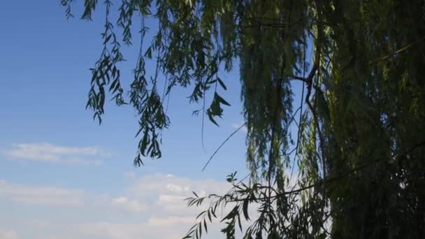 Branches de saule balancent par vent calme avec fond bleu ciel et nuages blancs — Video