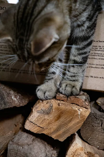 Grey tabby cat paws step to rustic firewood closeup — Stock Photo, Image