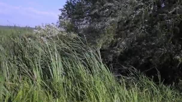 Forte vento scuote e piega steli verdi di bestiame accanto all'acqua della riva del fiume con rami di salice ondeggia sopra — Video Stock