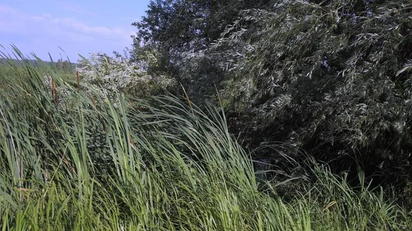 Сильний вітер трясе і вигинає зелені стебла кішок біля води берега річки з гілками верби вище — стокове фото