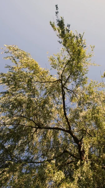 Directamente debajo de las ramas de sauce con fondo de cielo claro — Foto de Stock