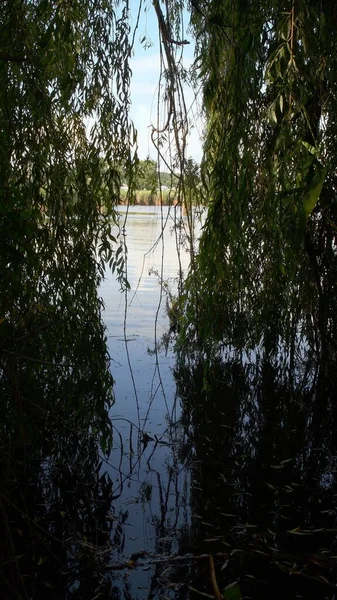 Willow tree growing by river. Sallow branches made natural tunnel