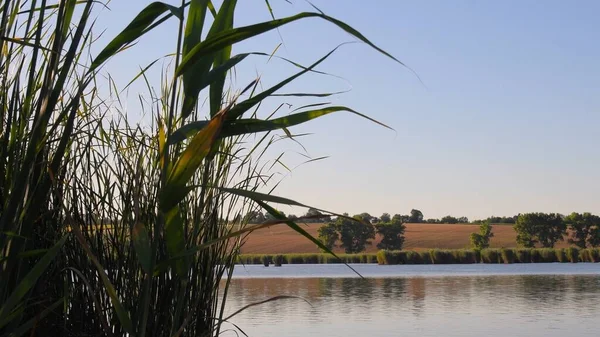 Lush bulrush łodygi rosnące nad jeziorem. Jesienny krajobraz jeziora — Zdjęcie stockowe