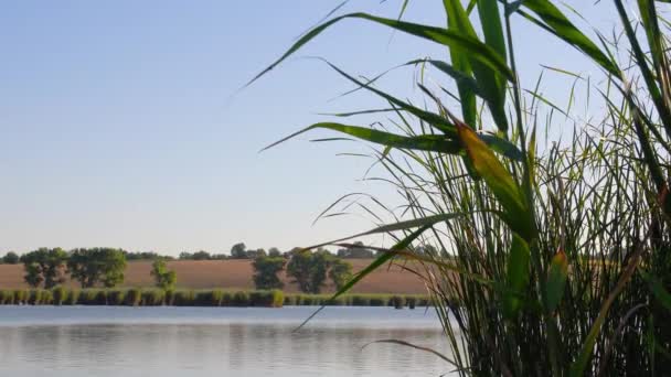 Exuberante bulrush creciendo sobre la orilla del río y hojas revoloteando en el viento. Otoño lago paisaje — Vídeos de Stock