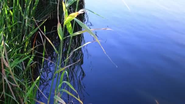 Reeds crescendo pelo fundo da superfície da água do rio com espaço de cópia — Vídeo de Stock