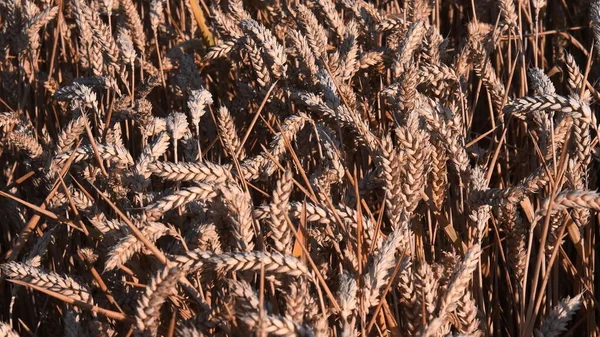 セモラ粉の有機小麦作物を生成します。夏のシリアル収穫時間。農村部のシリアル農地 — ストック写真