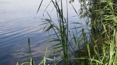 Karex bitkisinin yeşil yaprakları ve sapları dalgalı su yüzeyinde ve rüzgarda sallanıyor.