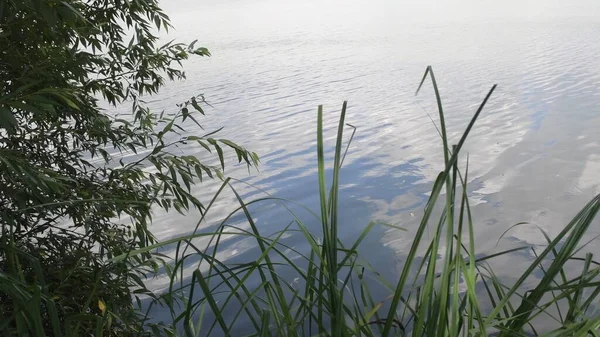 Gröna vass och grenar träd växer över krusade sjö vattenytan — Stockfoto