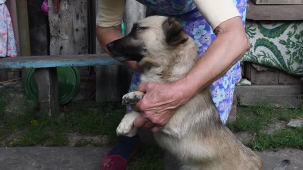 Femme âgée tient les pattes avant de chien métissé et peignage fourrure. Mouvement lent — Video