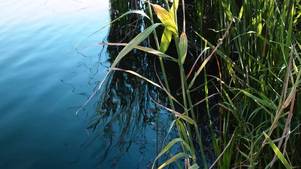 Schilf wächst am Fluss mit ruhigem Teichwasser Hintergrund mit Kopierraum — Stockfoto