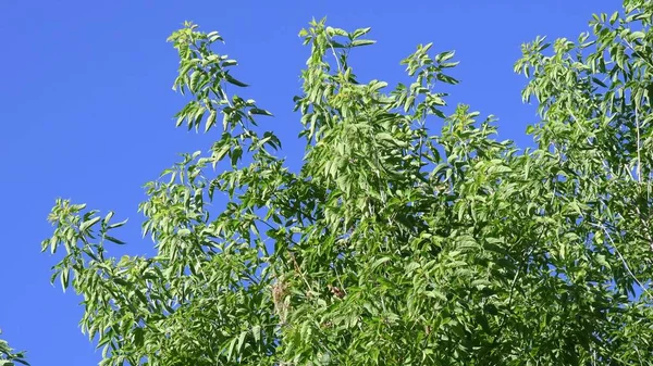 Camera looks up to top of deciduous tree on blue sky background — Stock Photo, Image