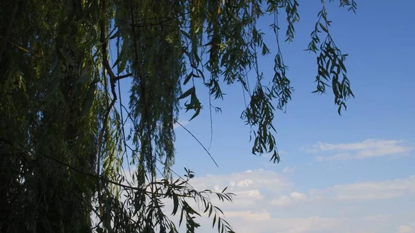 Las ramas del sauce se balancean por el viento calmado con el fondo azul del cielo y las nubes blancas — Foto de Stock