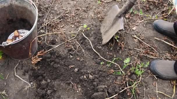 Fermier déterrer pomme de terre avec une vieille pelle en métal rouillé dans le jardin de la cuisine rurale — Video