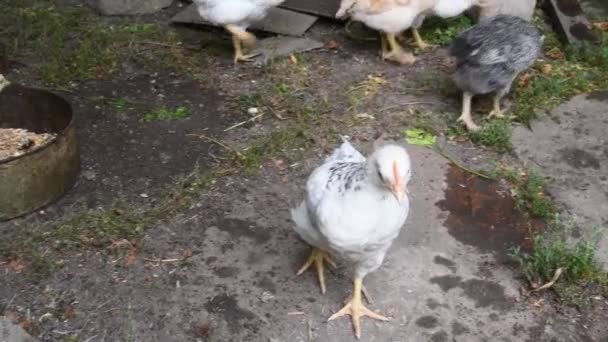Piccolo pollo curioso guardare nella fotocamera e gestito da terra presso l'azienda agricola biologica — Video Stock