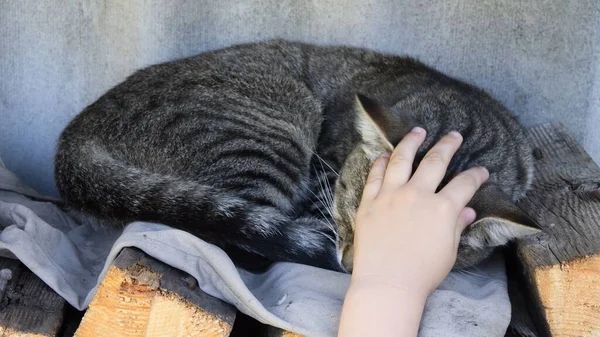 Сірий таббі кіт спить на килимку на дровах. Дитяча рука розбудить кошеня — стокове фото