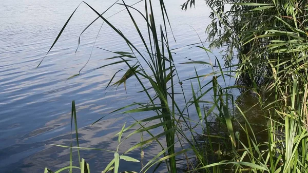 Grüne Blätter und Halme der Carex-Pflanze über der gewellten Wasseroberfläche und schwanken im Wind — Stockfoto