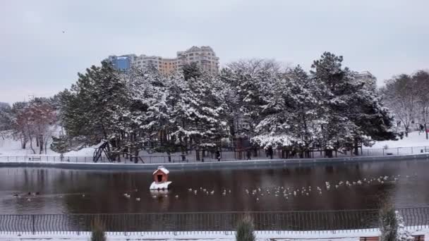 Yüzen ördekler ve uçan martılarla gölet suyunun üzerinde kar yağıyor. — Stok video