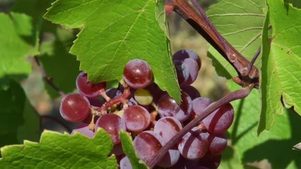 Bayas de uvas rojas jugosas para la elaboración de vino de rosas — Vídeos de Stock