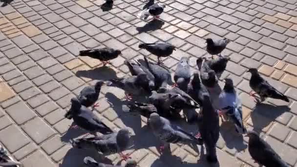 Feeding of pigeons pecking bread from pavement outdoor — Stock Video