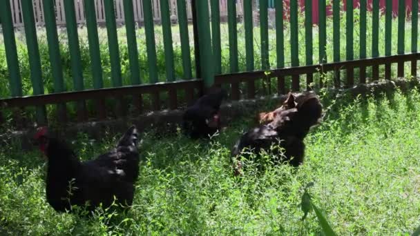 Zwarte en bruine kippen lopen en grazen tussen groen gras — Stockvideo