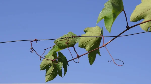 Зелене листя виноградної гілки на тлі прозорого блакитного неба — стокове фото