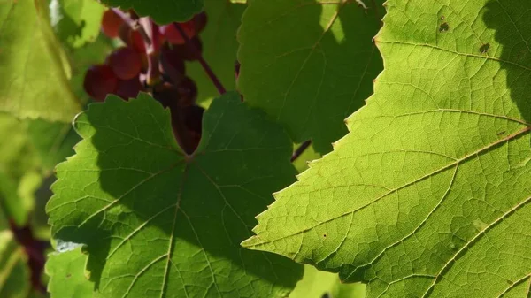 Primo piano delle venature fogliari su foglia verde fresca con fondo sfumato di vigneto — Foto Stock