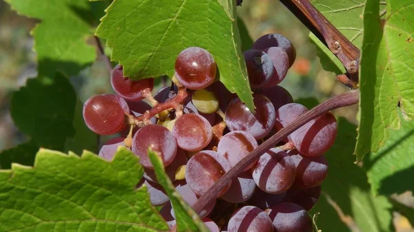 Jagody soczystych czerwonych winogron do produkcji wina różanego — Zdjęcie stockowe