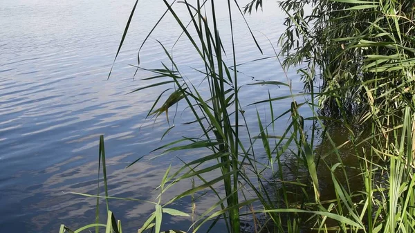 Grüne Blätter und Halme der Carex-Pflanze über der gewellten Wasseroberfläche und schwanken im Wind — Stockfoto