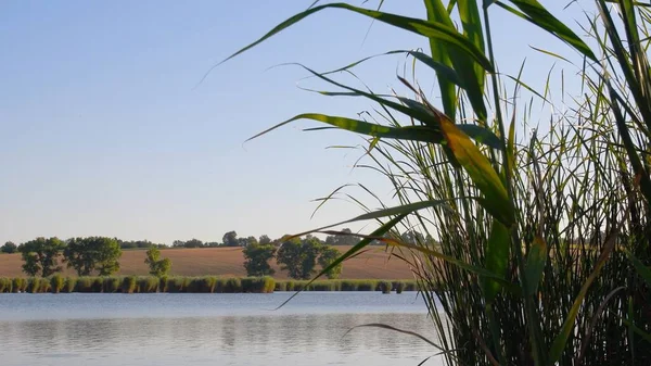 Bujny bulrush rośnie nad brzegiem rzeki i trzepotanie liści na wietrze. Jesienny krajobraz jeziora — Zdjęcie stockowe