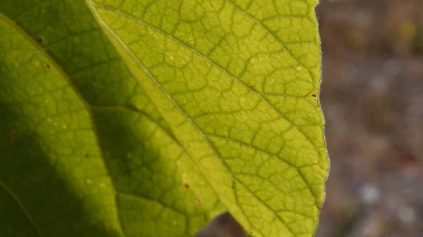 Venas de hojas de Paulownia árbol hoja primer plano en la luz del sol brillante — Foto de Stock