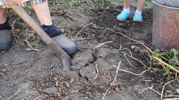 Venkovská žena farmář vykopat brambory se starou rezavou kovovou lopatou z hnědé půdy — Stock video
