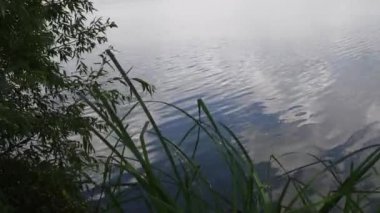 Dalgalanan göl yüzeyinde büyüyen bitki ve ağaç dallarıyla nehir kıyısı rüzgarda sallanıyor.