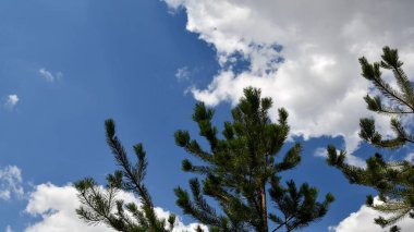 Mavi arkaplanda beyaz bulutlu kozalaklı ağaç dalları