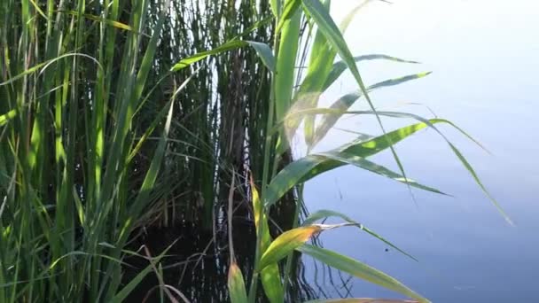 Sluneční paprsky prosvítají zeleným náhonem, který roste na břehu řeky a houpe se ve větru — Stock video