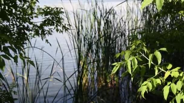 Strom větev s čerstvým zeleným listím v jasném slunečním světle rostoucí na břehu řeky s rostlinami přes zvlněné vodní hladiny jezera — Stock video