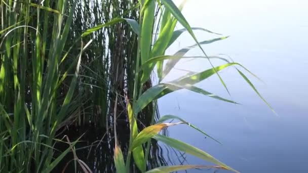 Rayo de sol brilla a través de bulrush verde creciendo por la orilla del río y se balancea en el viento — Vídeos de Stock