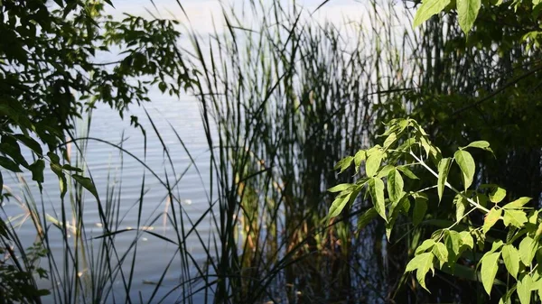 Baumzweig mit frischen grünen Blättern im hellen Sonnenlicht wächst am Flussufer mit Pflanzen über der gewellten Wasseroberfläche des Sees — Stockfoto