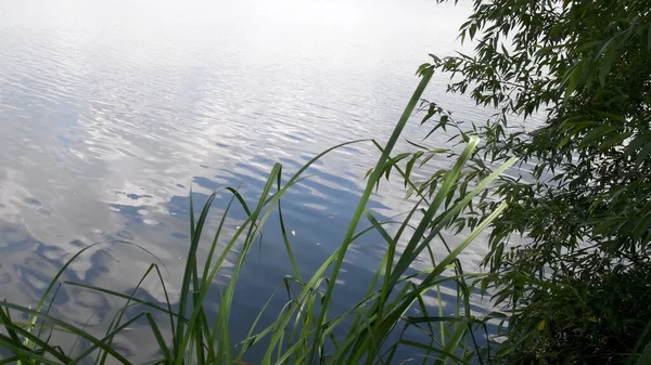 호수의 수 면이 물결치며 자라고 있는 식물과 나뭇가지가 있는 강변 — 스톡 사진