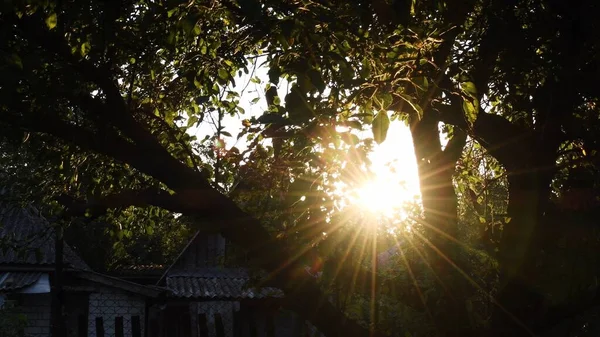 Hermosa noche de verano en el jardín. Los rayos del sol atraviesan el follaje del árbol verde — Foto de Stock