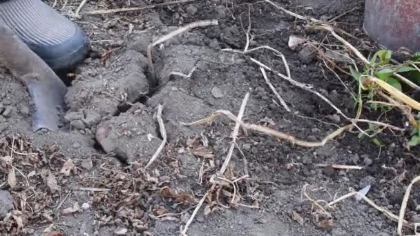 시골 농부들이 갈색 토양에서 오래 된 녹슨 금속 삽으로 감자를 파낸다 — 비디오