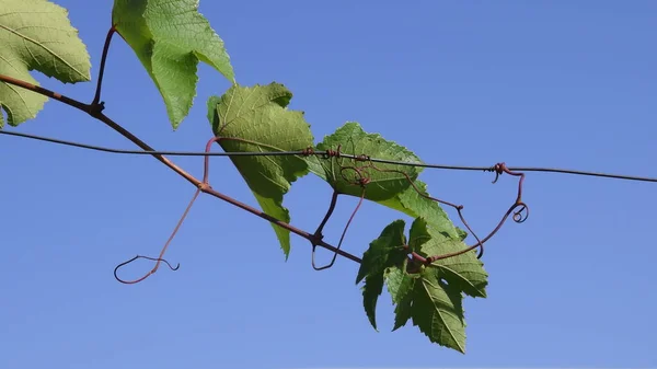 Tendrils encaracolados e folhas verdes de ramo de uva com fundo céu azul claro — Fotografia de Stock