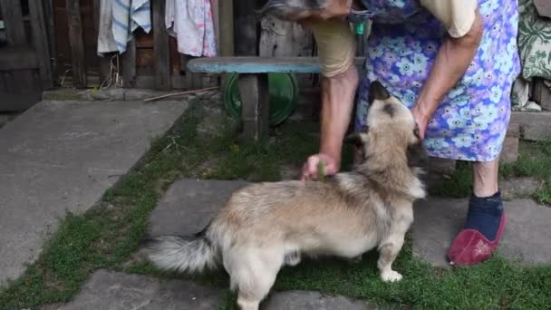 Seniorin durchkämmt Mischlingshund auf Bauernhof — Stockvideo