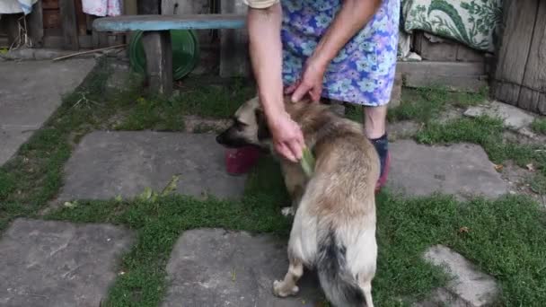 Старша жінка руки інсульт і розчісувати собаку-мікс на подвір'ї ферми — стокове відео