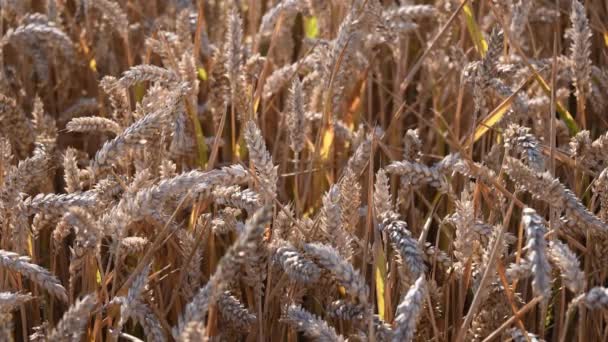 Tekstura złotego pola pszenicy z dojrzałymi ziarnami w kolcach — Wideo stockowe