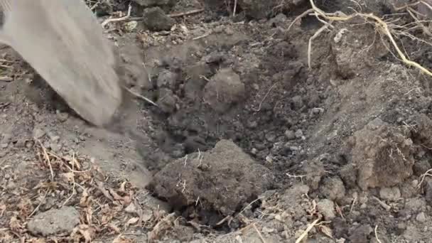 Ανώτερος αγρότης χέρι σκάψει καφέ χώμα με παλιά σκουριασμένο μεταλλικό φτυάρι — Αρχείο Βίντεο
